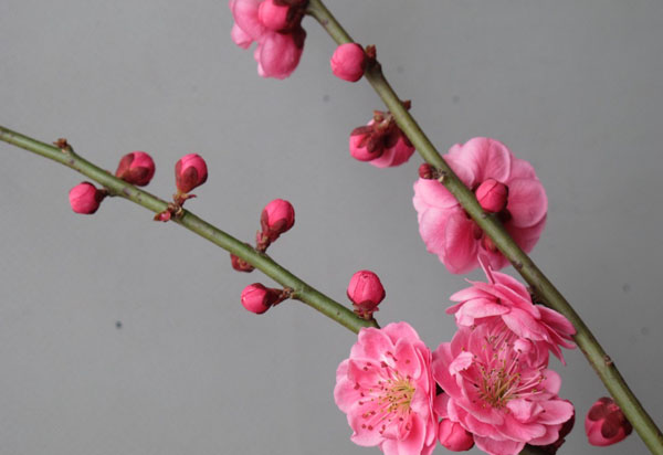 豫西朱砂