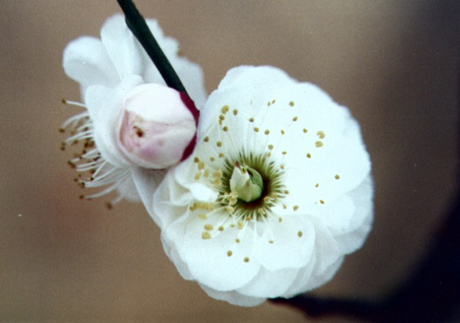 梅花欣赏