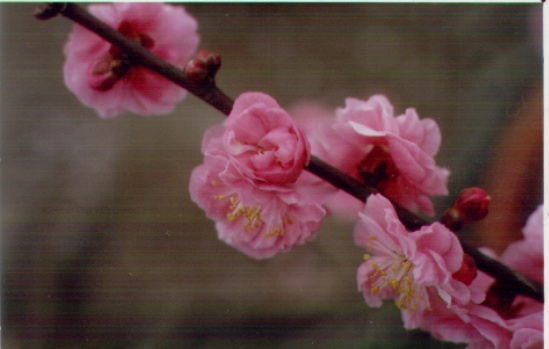 送春