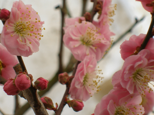 人面桃花