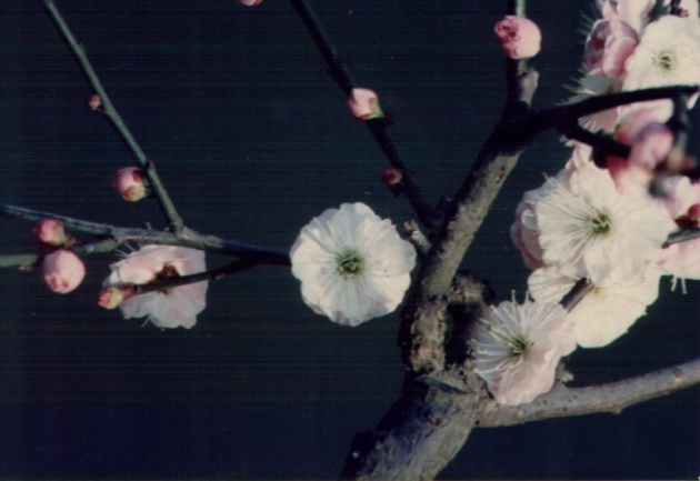 贵阳粉