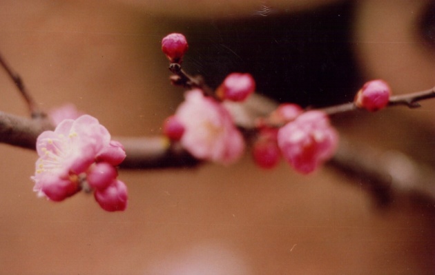 丰后