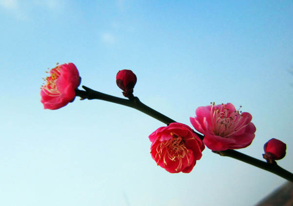 梅花欣赏