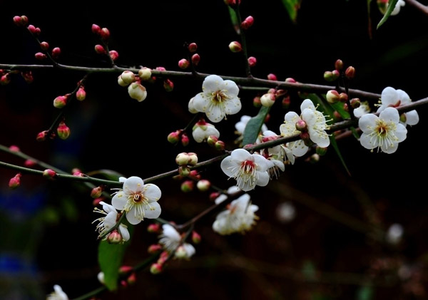 梅花欣赏